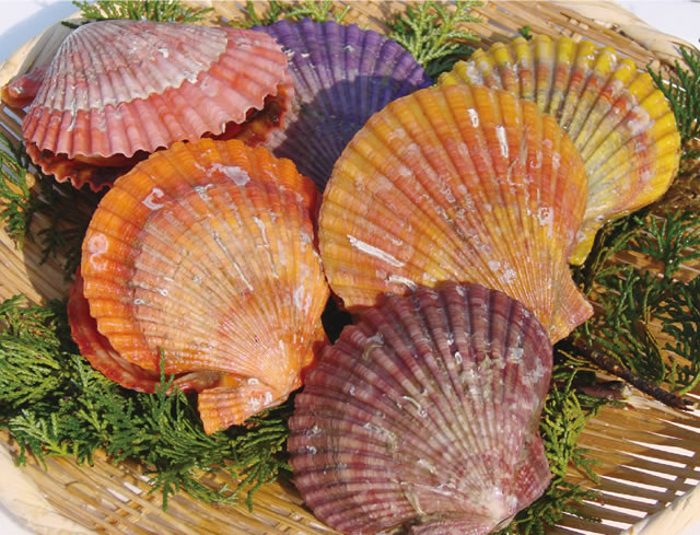 Chotaro Scallop