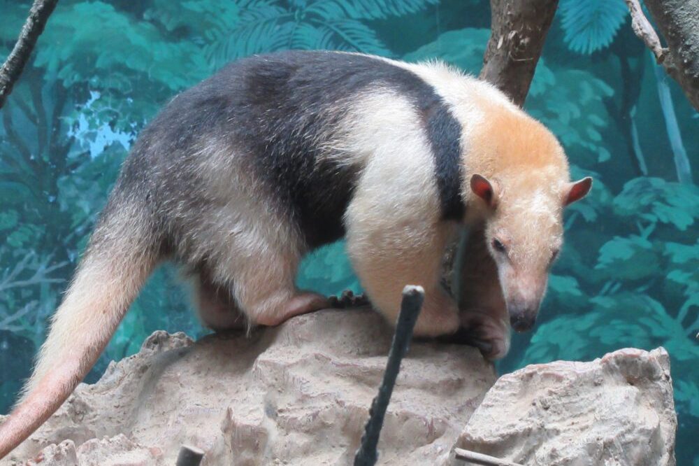 高知県立のいち動物公園