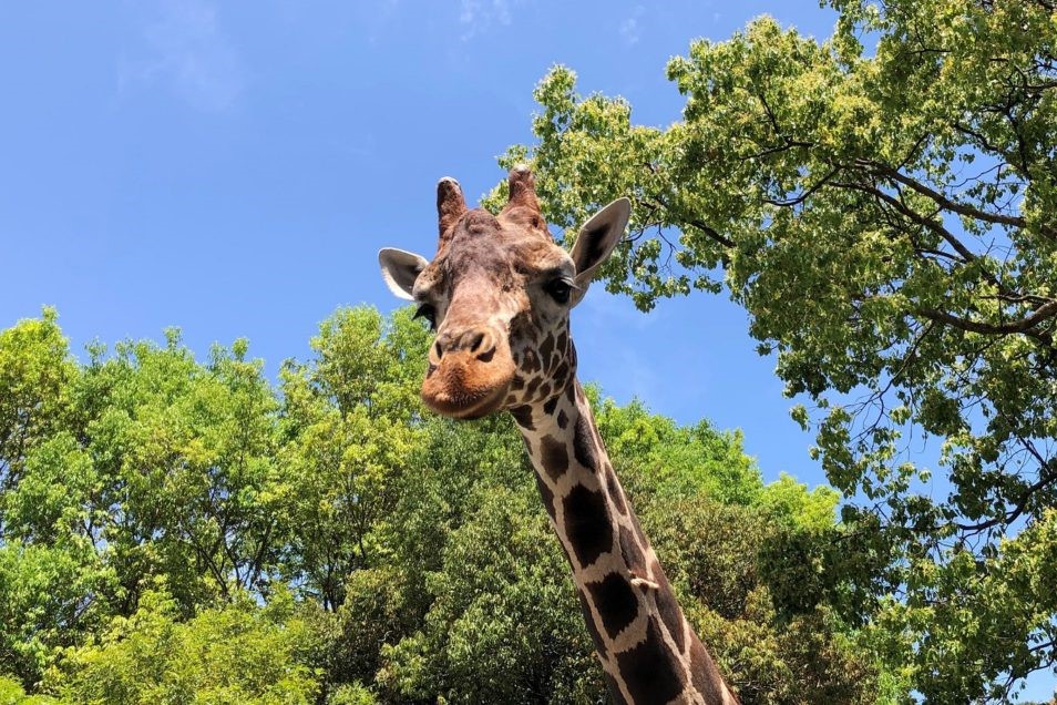 高知県立のいち動物公園