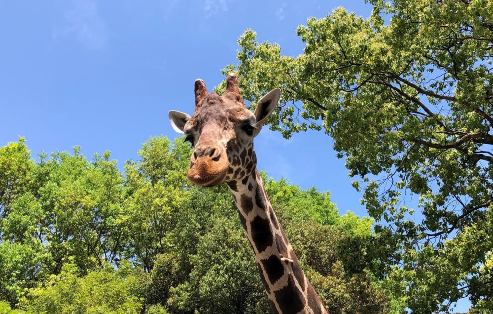 高知県立のいち動物公園