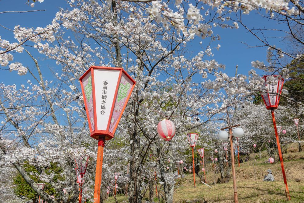 桜の広場