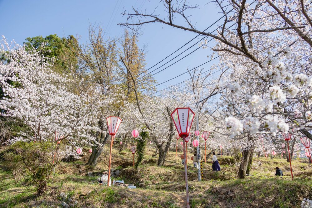 桜の広場