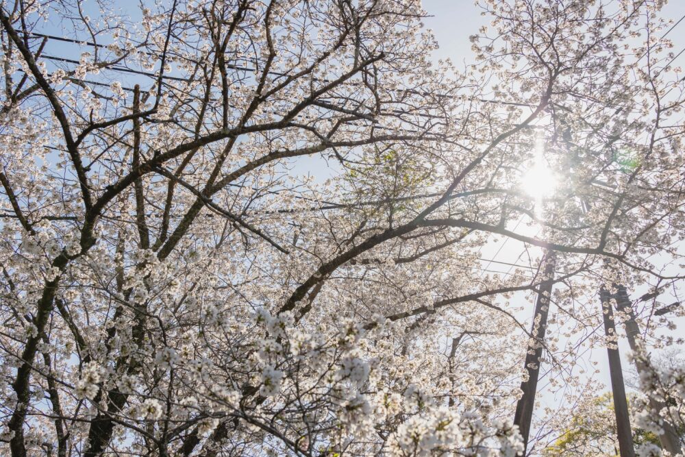 桜の広場