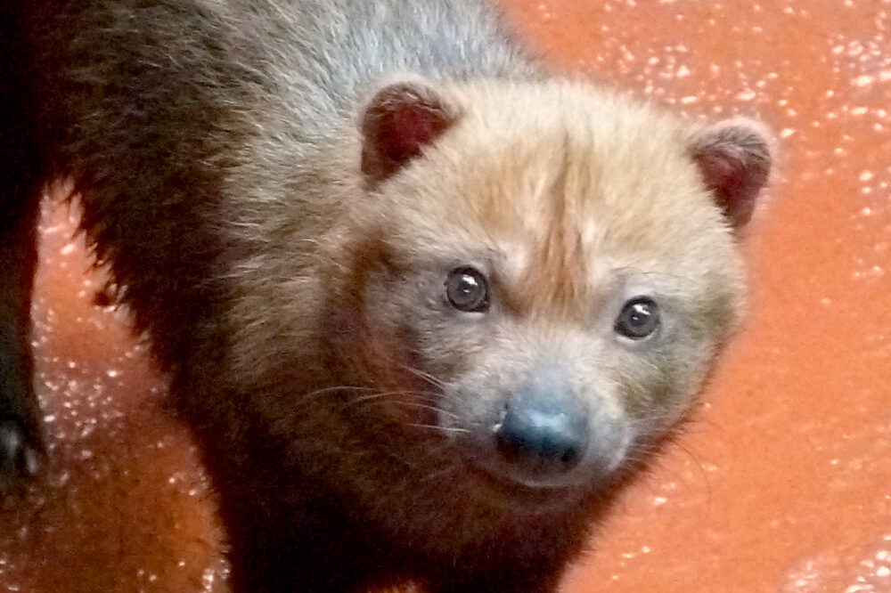 高知県立のいち動物公園