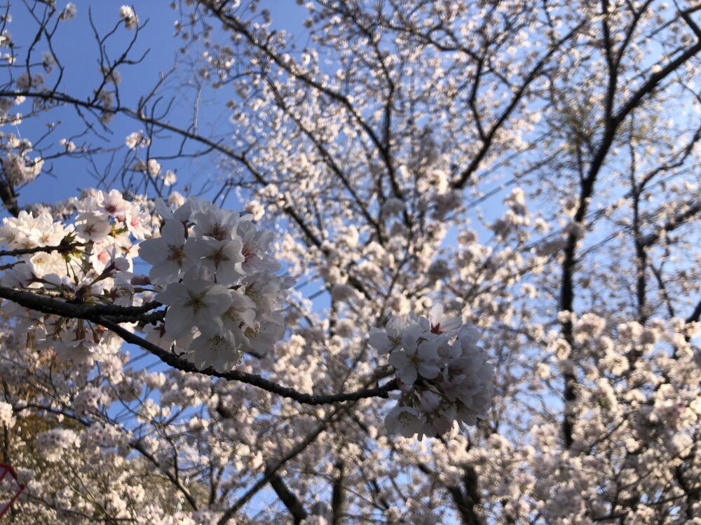 桜の広場