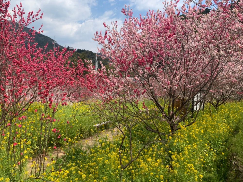 西川花公園