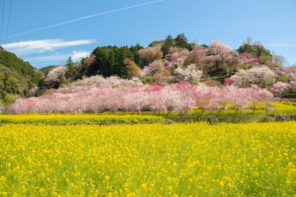 【閉園】西川花公園