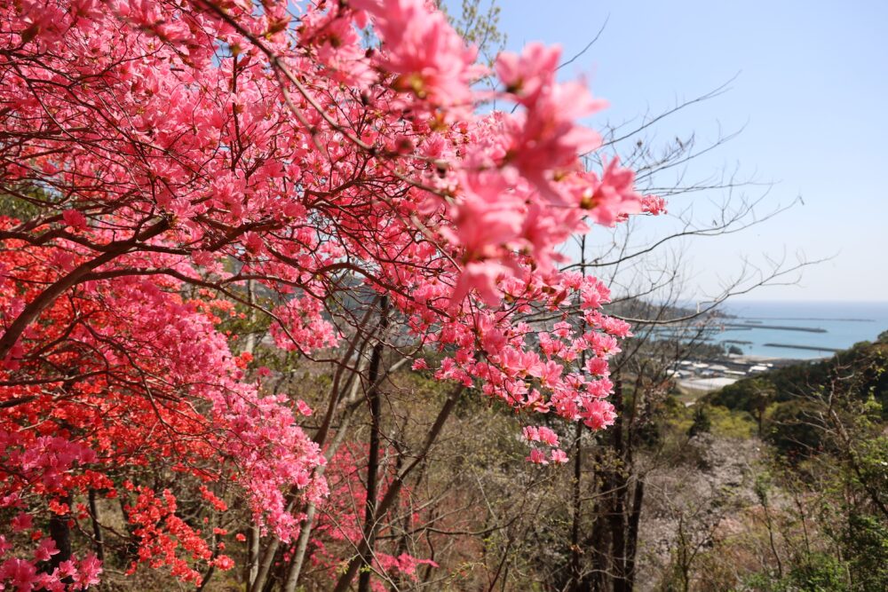 高知県立月見山こどもの森